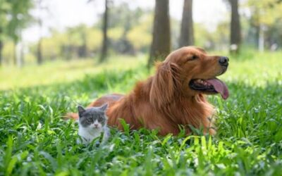 Akcija prikupljanja donacija