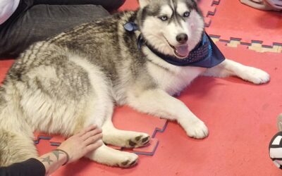 “Čitaj (o) psu”